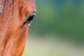 Eye of arabian bay horse Royalty Free Stock Photo