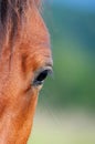 Eye of arabian bay horse Royalty Free Stock Photo