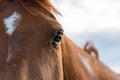 Eye of Arabian bay horse Royalty Free Stock Photo