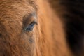 Eye of Arabian bay horse Royalty Free Stock Photo