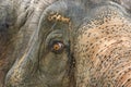 Eye of Asian elephant in Thailand Royalty Free Stock Photo