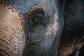 Eye of Asian Elephant Elephas maximus. Close Up View Royalty Free Stock Photo