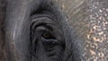 Eye of Asian elephant elephas maximus. Close up view