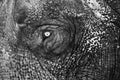 The eye of Asian elephant Royalty Free Stock Photo