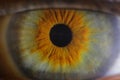 Eye ball Royalty Free Stock Photo