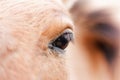 Eye of the bay horse Royalty Free Stock Photo