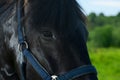 The eye of the bay horse, the close-up