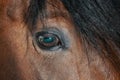 Eye of bay horse. Reflection in horse eyeball Royalty Free Stock Photo