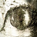 Eye in birch Royalty Free Stock Photo