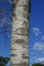 Eye of a birch tree Royalty Free Stock Photo