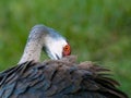 Eye of the bird Royalty Free Stock Photo