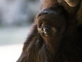 Eye of a bison close-up. The largest terrestrial animal in North America and Europe