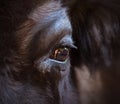 Eye of a bison close-up. The largest terrestrial animal in North America and Europe