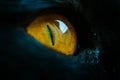 Eye of a black cat Royalty Free Stock Photo