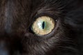 Eye of black cat. Macro