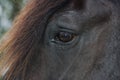 Eye of a Black Percheron Draft Horse Royalty Free Stock Photo