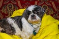 The eye - black and white shitzu dog lying on a yellow blanket on dark red patterned furniture eyeballing viewer with a sneer - Royalty Free Stock Photo