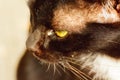 Eye boogers in cats Royalty Free Stock Photo