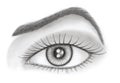 Eye and brow over white background