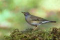 Eye-browed thrush Turdus obscurus grey to yellow bird with white line on its face standing on mossy rock in the wild