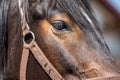 Eye of a brown horse with a bridle on the muzzle close-up. Royalty Free Stock Photo