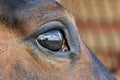 Eye of a brown horse close up Royalty Free Stock Photo