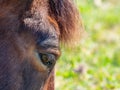 The eye of a brown horse close up photo Royalty Free Stock Photo