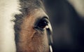 Eye of a brown horse with a white groove on the muzzle close-up Royalty Free Stock Photo