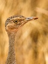 The eye of the Buff-crested Bustard