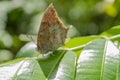 Eye Of The Butterfly Royalty Free Stock Photo