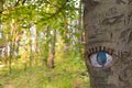 Eye carved in tree trunk. Royalty Free Stock Photo