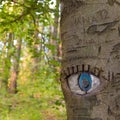 Eye carved in tree trunk. Royalty Free Stock Photo