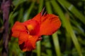 Eye catching beautiful red. Selective Focus on Canna or canna lily.