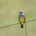 Western Kingbird, Tyrannus verticalis Royalty Free Stock Photo