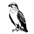 Eye-catching Black And White Hawk Royalty Free Vectors