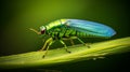 Eye-catching Bug With Green And Blue Wings On Vibrant Grass