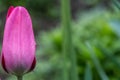 Eye-catching color tulip standing side