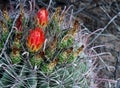 Vibrant Red Orange Blooms on a Fishhook Barrel Cactus Royalty Free Stock Photo