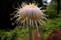 Eye-catching Giant onion flower. Generate Ai