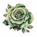 Eye-catching Green Rose Illustration On White Background