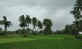 Eye catching greenery of rice farms.