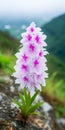 Eye-catching Pink Orchid Flower On County Antrim Mountain