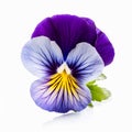 Eye-catching Purple And Yellow Pansy On White Background