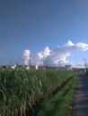 An eye-catching and remarkable view of green sugarcane crops