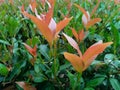 An eye-catching view of the green and red leaves in the garden