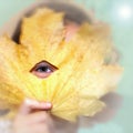 The eye of a cheerful child between parts of a yellow maple leaf, emotions on a sunny autumn day Royalty Free Stock Photo