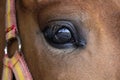 Eye close up of a brown sport horse Royalty Free Stock Photo