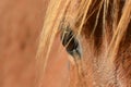 Eye close-up of chestnut horse Royalty Free Stock Photo