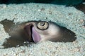 Eye closeup of JenkinsÃ¢â¬â¢ whipray, Himantura jenkinsii Royalty Free Stock Photo