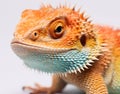 Eye closeup lizard animal reptile portrait pet exotic dragon wildlife nature wild background Royalty Free Stock Photo